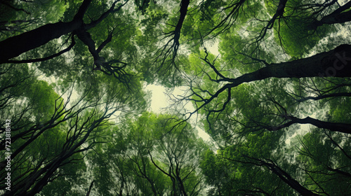 Forest trees view from below into the sky. nature green wood sunlight backgrounds
