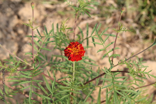 red flower in the garden