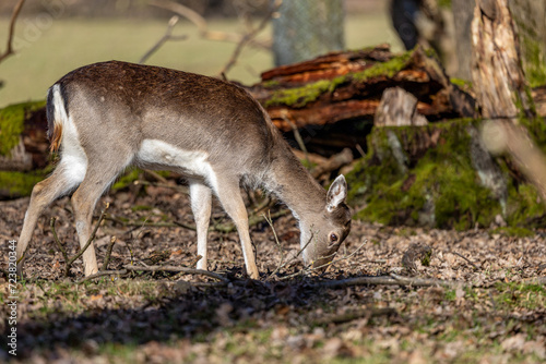 a young Fallow deer portrait in the forest