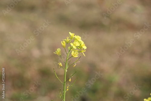 flowers in the meadow