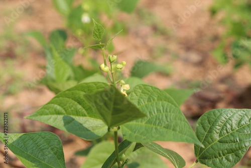 close up of a Beans Plant