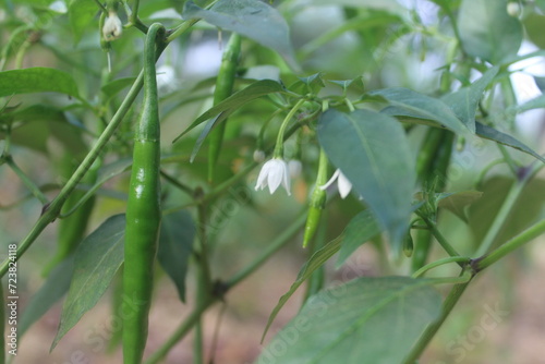 Green Chilly on Plant with Flower