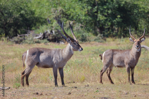 Canvas Print Wasserbock / Waterbuck / Kobus ellipsiprymnus