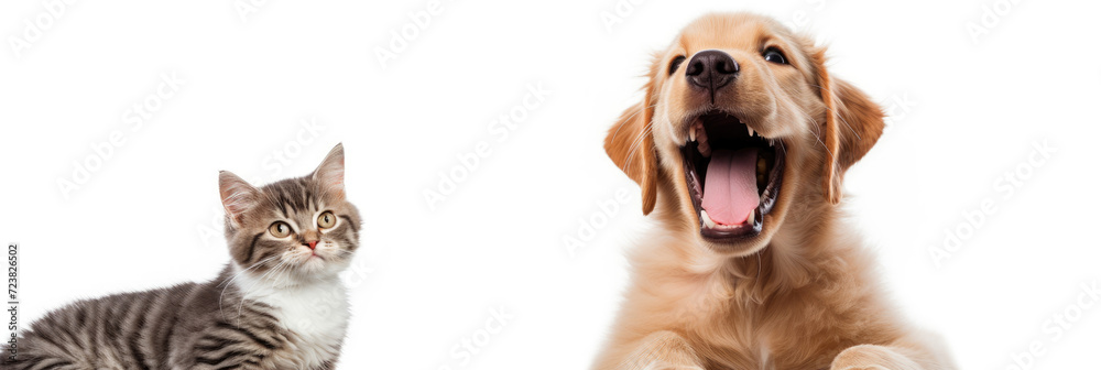 photo of cute cat and dog on isolated white background