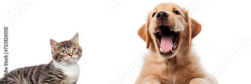 photo of cute cat and dog on isolated white background