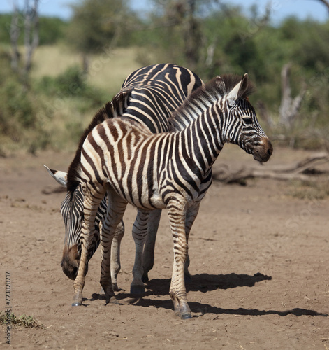 Steppenzebra   Burchell s zebra   Equus quagga burchellii.