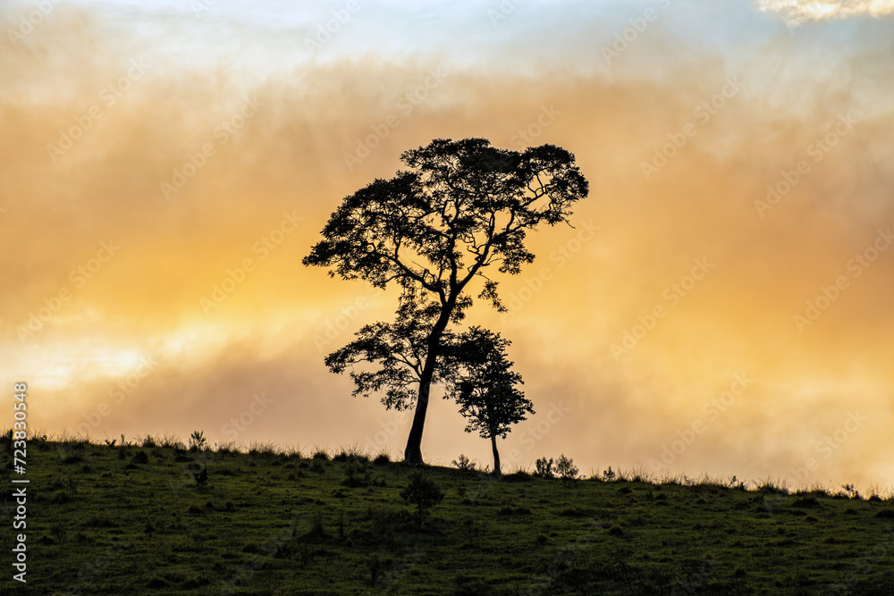 A lonely tree on top of a mountain, against a beautiful sunset sky and hill top.