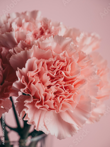 Bouquet of soft pink carnations close-up on a pink background
