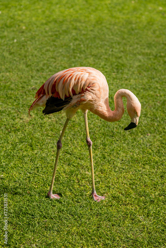Chilean flamingo is woking on gras field