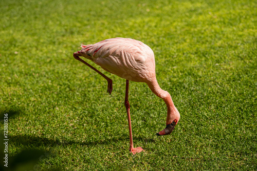 lesser flamingo standing on one leg