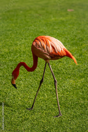 American flamingo is woking on gras