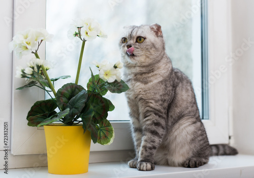 Funny cat licking on windowsill interested in blooming geranium