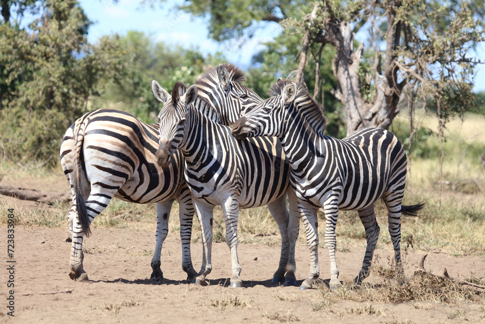 Steppenzebra / Burchell's zebra / Equus quagga burchellii Steppenzebra / Burchell's zebra / Equus quagga burchellii