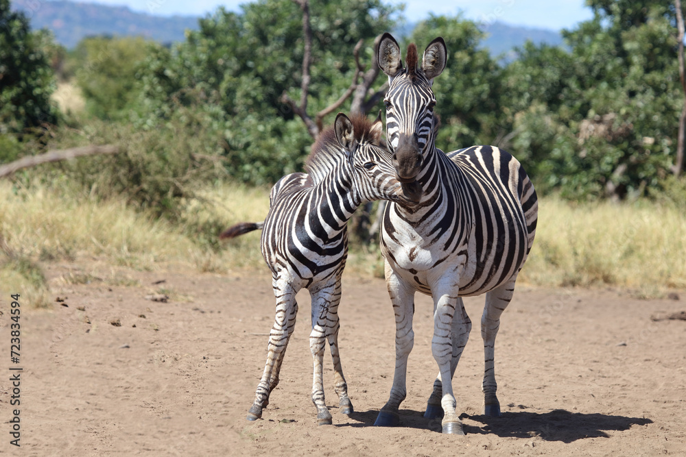 Obraz premium Steppenzebra / Burchell's zebra / Equus quagga burchellii.