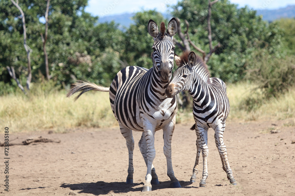 Steppenzebra / Burchell's zebra / Equus quagga burchellii. Steppenzebra / Burchell's zebra / Equus quagga burchellii.