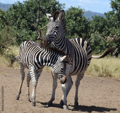 Steppenzebra   Burchell s zebra   Equus quagga burchellii.