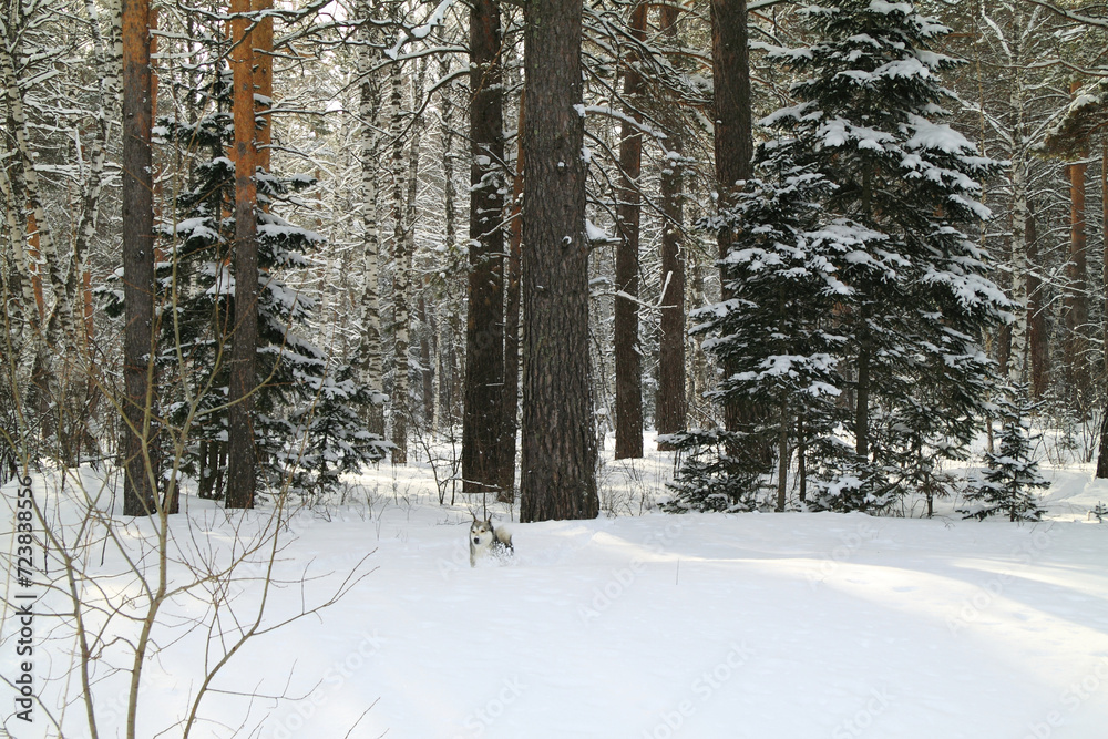 Fototapeta premium Dog running in winter forest