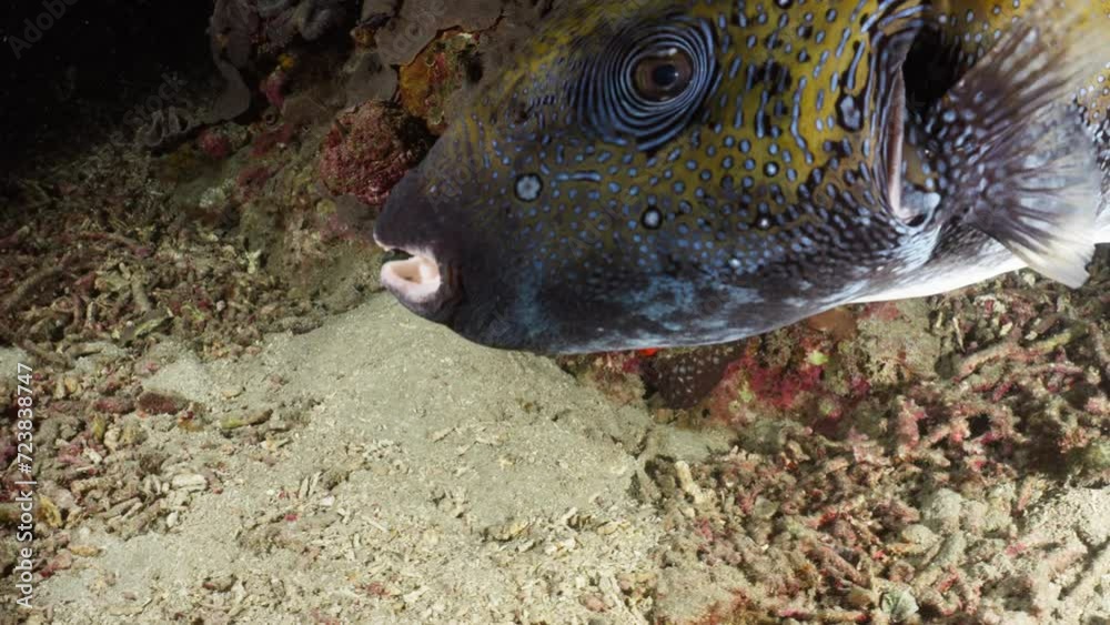 Giant Puffer fish hiding in the coral in a night dive, in the Komodo ...