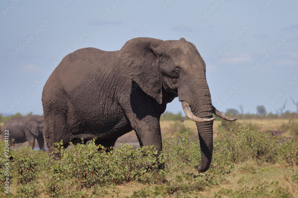 Afrikanischer Elefant / African elephant / Loxodonta africana