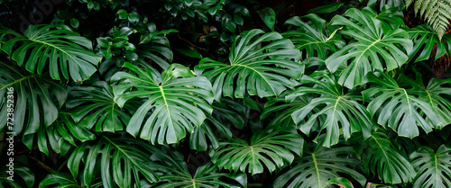 Tropical plant wall background with monstera leaves. Lush green foliage, banner. Large monstera deliciosa  photo