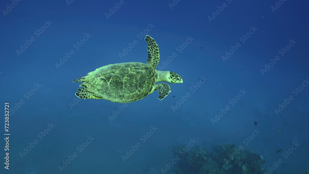 Sea Turtle swim in the blue deep on suny day, Top view. Hawksbill Sea Turtle or Bissa (Eretmochelys imbricata) swims in the blue Ocean, Red sea, Egypt Sea Turtle swim in the blue deep on suny day, Top view. Hawksbill Sea Turtle or Bissa (Eretmochelys imbricata) swims in the blue Ocean, Red sea, Egypt