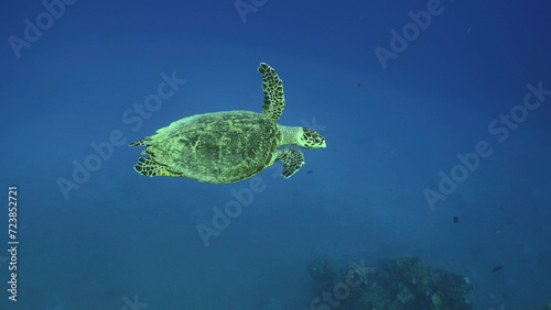 Sea Turtle swim in the blue deep on suny day, Top view. Hawksbill Sea Turtle or Bissa (Eretmochelys imbricata) swims in the blue Ocean, Red sea, Egypt