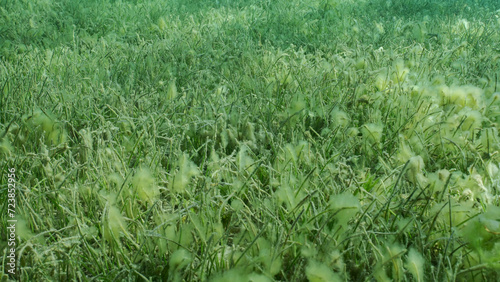 Seabed covered with green seagrass. Seagrass meadow with blooming green Round Leaf Sea Grass or Noodle seagrass (Syringodium isoetifolium) in evening, Red sea, Safaga, Egypt
