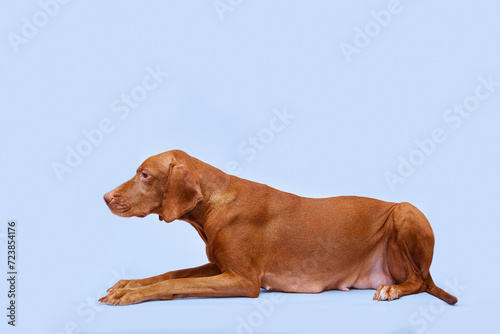 A large brown dog of the Hungarian Vizsla breed lies on a blue isolated background. Animal mother of puppies. The dog has a large udder with milk. Motherhood concept. 