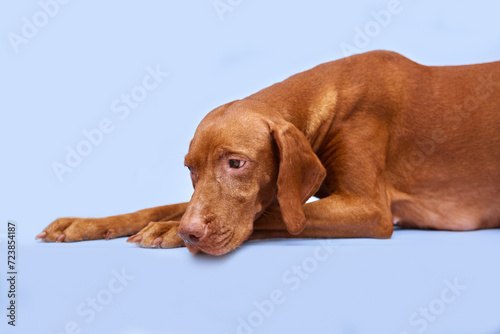 Wallpaper Mural A large brown dog of the Hungarian Vizsla breed lies on a blue isolated background. Animal mother of puppies. The dog has a large udder with milk. Motherhood concept.	 Torontodigital.ca