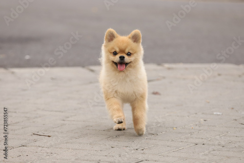 Sprinting towards joy with boundless enthusiasm—capturing the pure delight on the face of a white Pomeranian dog in motion!