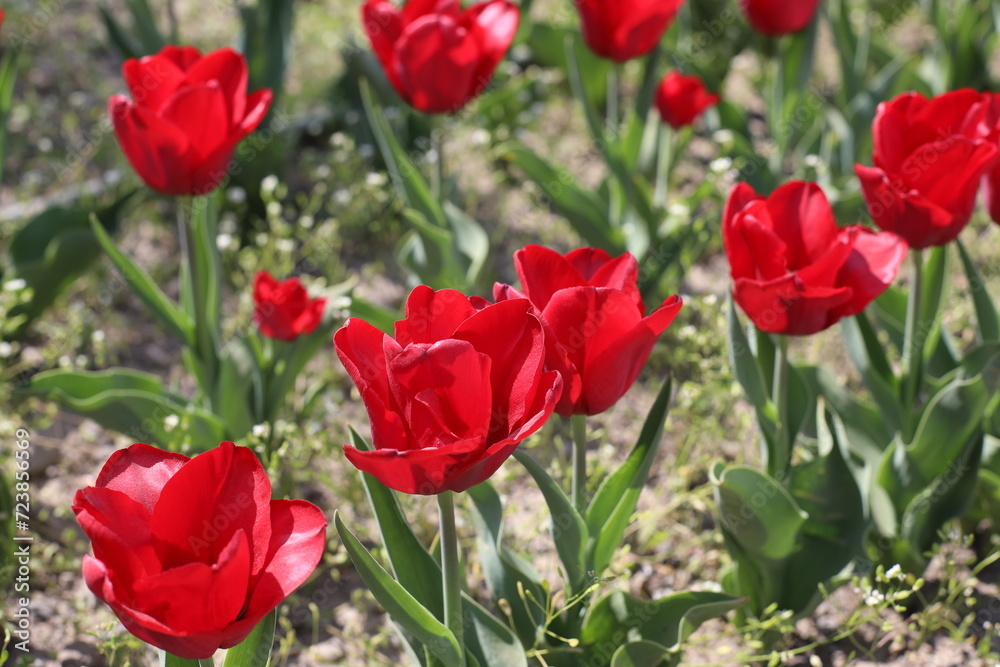 Obraz premium red tulips in the garden