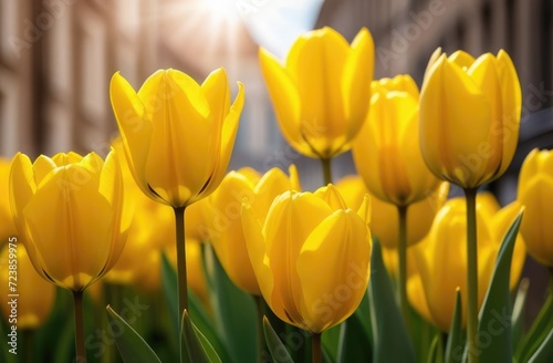 A flowerbed of yellow tulips against the backdrop of a city with sun rays