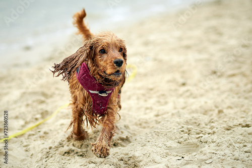 cocker spaniel dog on the beach