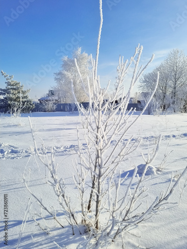 Tree with snow-covered branches on the field