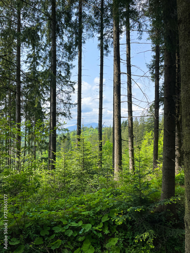 Naklejka premium Forest in the Carpathians
