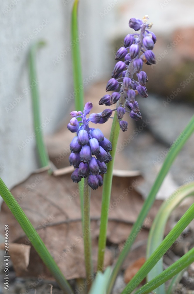 Spring blooming grape hyacinth Muscari inconstrictum Spring blooming grape hyacinth Muscari inconstrictum
