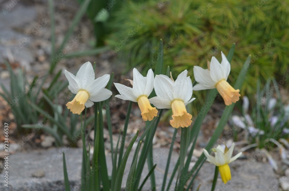Spring blooming Narcissus 'Winter Waltz' Spring blooming Narcissus 'Winter Waltz'