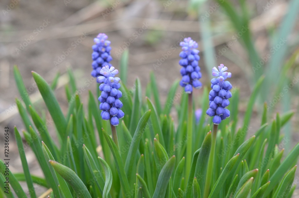 Spring blooming grape hyacinth Muscari botryoides Spring blooming grape hyacinth Muscari botryoides