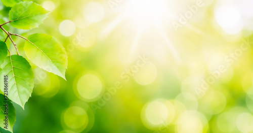 The image features a close-up of green leaves with a blurred background. The leaves are bright and shiny, and there's a branch in the foreground. The lighting is bright and sunny, creating a sense of
