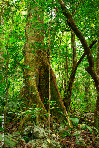 slim powerful buttress roots of a tree in the dense, shady tropical jungle of the Yucatan