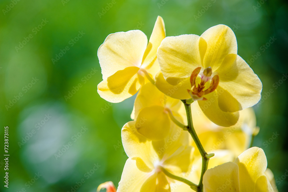 yellow Orchid branch on green natural background
yellow Orchid branch on green natural background
