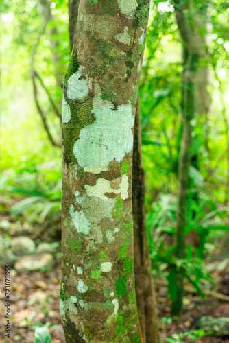 spotty tree bark in the dense, shady tropical jungle of the Yucatan