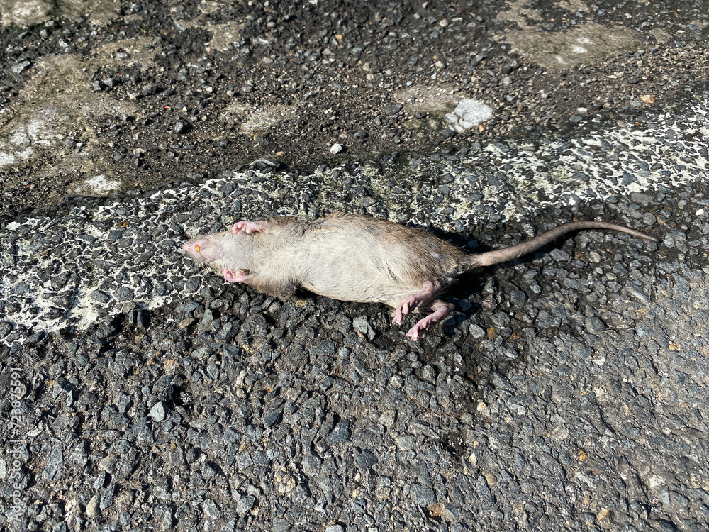 Fototapeta premium A dead rat on the street