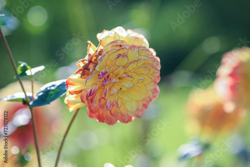 Autumn blooming plant Dahlia photo