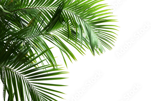 Cut out Palm Leaves Isolated on Transparent Background