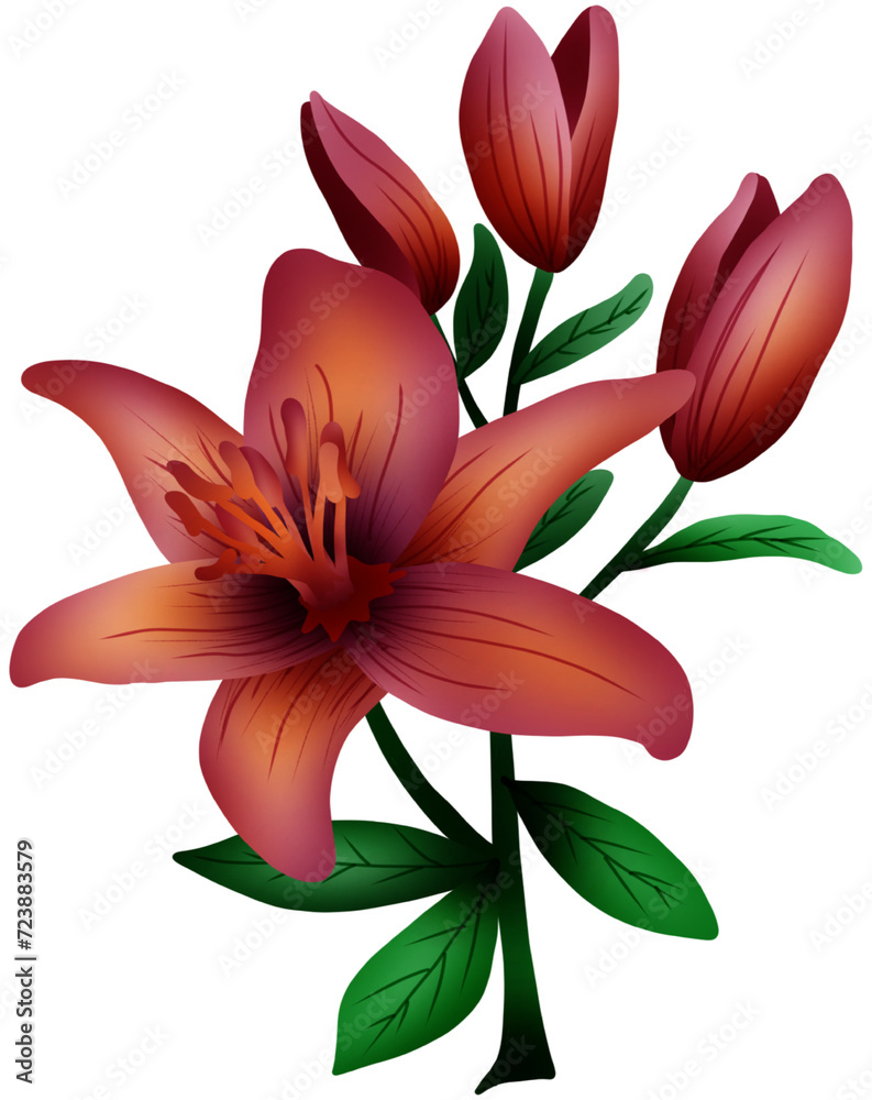 Fototapeta premium lily flower,morning flowers