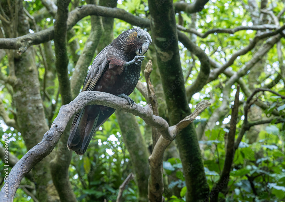 Kea bird. Zealandia Nature Park Wellington New Zealand. Jungle. Forest. Sanctuary. Kea bird. Zealandia Nature Park Wellington New Zealand. Jungle. Forest. Sanctuary.