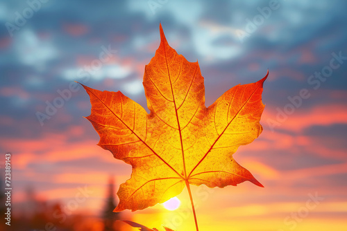 Maple Leaves Decorating Autumn one leaf in Nature's Palette Blurred background with soft light from the beautiful sun. Relaxation concept, relaxation
