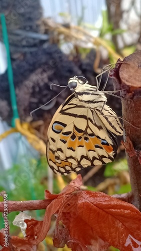 macro photography a butterfly that has just hatched from a cocoon and is not yet able to fly settles on a twig.