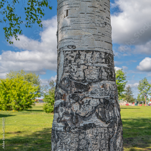 Photography White Birch Bark